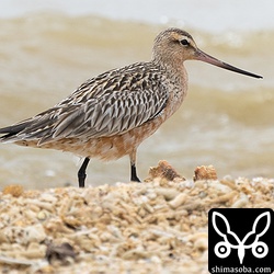 オオソリハシシギのオス。冬羽から夏羽へ移行中。