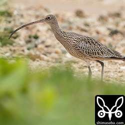 ホウロクシギの成鳥。少し夏羽が出ています。砂浜でミナミスナガニかツノメガニの巣穴にくちばしを突っ込んでいました。