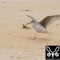 キアシシギ第1回冬羽から夏羽へ。