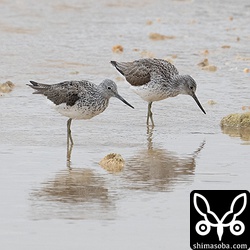 夏羽に変わりつつあるアオアシシギ。