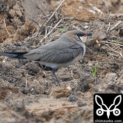 ほぼ夏羽のツバメチドリ。
