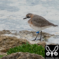 フラッグ付きのメダイチドリ。