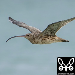 ホウロクシギ成鳥。成長の割にくちばしが短いのでオス個体でしょうか?