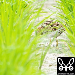 タシギ。警戒心が強くてこれが限界でした。^^;