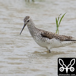 オグロシギを一緒に降り立ったコアオアシシギ。ほぼ第1回夏羽に仕上がっています。