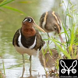 タマシギのメス(手前)とオス。