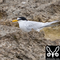 今季初確認のコアジサシ。初列風切の一部を残して夏羽になっているようです。