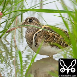 上の個体とペアのオス。石垣島で繁殖する唯一のシギ。