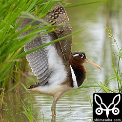 タマシギのメス成鳥。ペアのオスが近づくと羽を何度か広げていました。なんの合図?