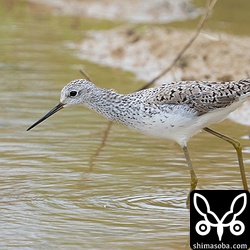 こちらは上の群れとは別にいました。同じく第1回夏羽。