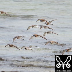 メダイチドリとオオメダイチドリ。