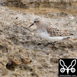 トウネン夏羽へ換羽中。