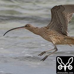 目の前に降り立ったのですが、すぐに飛んでいっていまいました。