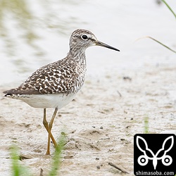 タカブシギ第1回冬羽から第1回夏羽へ。