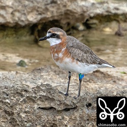 フラッグ付きのメダイチドリ。 `3日前から滞在中の個体 <https://shimasoba.com/blog/1855/>`_ と思われます。