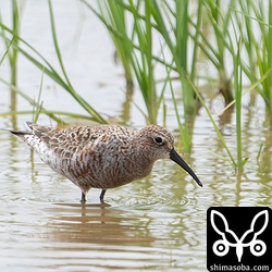 サルハマシギ冬羽から夏羽へ換羽中。