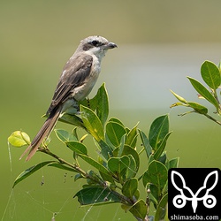 シマアカモズは島のあちこちで、まだまだ複数が滞在しています。ぐぜりもしていました。