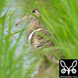 タマシギのオスとヒナ。