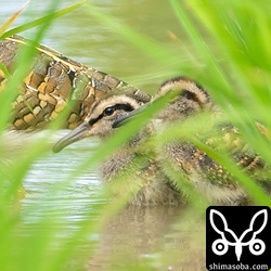 ヒナは2羽確認できました。