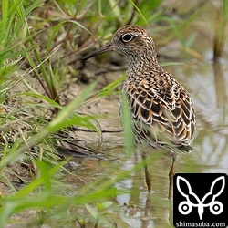 ウズラシギ夏羽。数羽程度の群れが海岸などでも見られます。