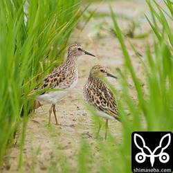 ヒバリシギはすっかり夏羽になっています。