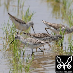 コアオアシシギは十数羽の群れが入りました。