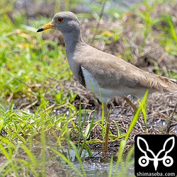 沖縄的珍鳥のケリ。第1回冬羽から夏羽へ換羽中。本土では留鳥ですが、沖縄にたまに現れる個体はどこからきてどこへ向かうのでしょうかね?