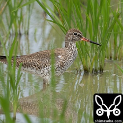 上と同じく第1回冬羽から夏羽へ。