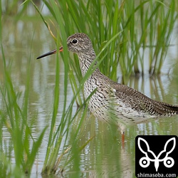 アカアシシギの第1回冬羽から夏羽へ。