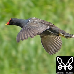 縄張り争いに負けて遁走する遁走するバン。