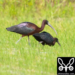仲良く2羽で行動するブロンズトキ。繁殖に期待です。