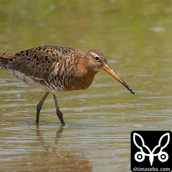 オグロシギのオス夏羽へ。