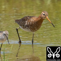 コアオアシシギと相性がいいようで常に一緒に行動していました。