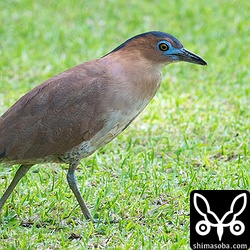 いつもの芝生には人馴れしたいつものズグロミゾゴイ。
