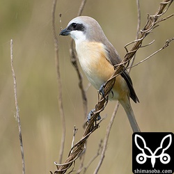 美しいシマアカモズのオス。