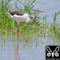 セイタカシギのメス。数日前にゼロになったと思ったら再び増えていた。
