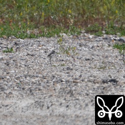 天気が良くて地面が高温になり空気が揺らいで見にくいですが、シロチドリのヒナ。まだ孵化して2〜3日でしょう。