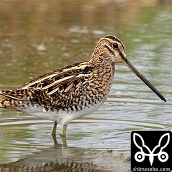 こちらもタシギ。せっかくなのでオオジシギを見たかったのですが、かないませんでした…。