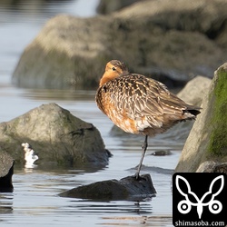 こちらはヒメハマシギを探している最中に見つけたオオソリハシシギ。全部で6羽ほどいました。