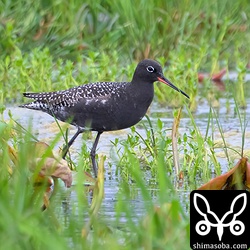 真っ黒な夏羽になったツルシギ。石垣島では秋の第1回冬羽がほとんどなので、一度見てみたかったです。