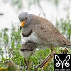 カラスに驚いて親鳥の腹の下に逃げ込むケリのヒナ。
