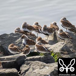 ハマシギ、トウネン合わせて60羽ほどの群れ。ヒメハマシギは混ざっていませんでした。