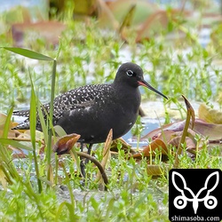 これも農道には入らずに遠くから狙いました。波トタンは入りませんでしたが、とにかく遠い…。^^;