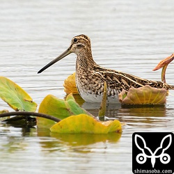 ジシギはタシギばかりでした。