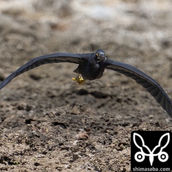 上の個体とペアのクロサギ。