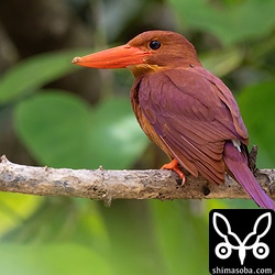 警戒心の薄いアカショウビン。メス個体だと思われます。首のあたりにシラミバエが見えます。