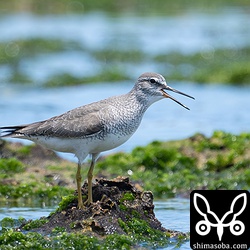 キアシシギ第1回冬羽から夏羽へ。到着後、「ピュイー、ピュイー」としきりに鳴いていた。