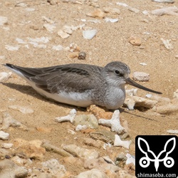 お疲れモードのソリハシシギ。