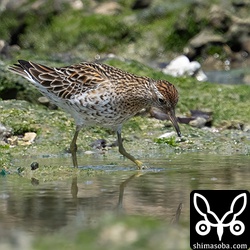 ウズラシギ夏羽。