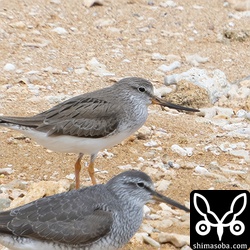 ソリハシシギ成鳥。冬羽から夏羽へ換羽中。